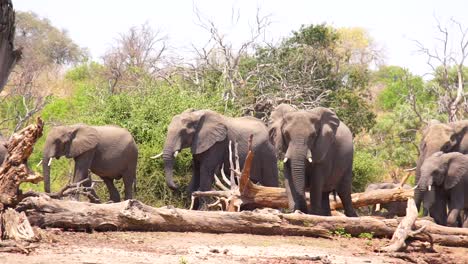 Una-Gran-Manada-De-Elefantes-Camina-En-Cámara-Extremadamente-Lenta-A-Lo-Largo-De-La-Franja-De-Caprivi-En-Namibia