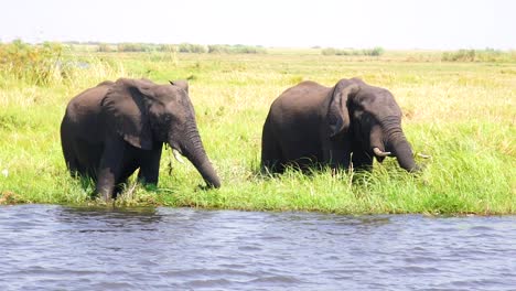 Elefanten-Trinken-In-Zeitlupe-Aus-Dem-Kwando-River-Auf-Dem-Caprivi-Strip-In-Namibia-2