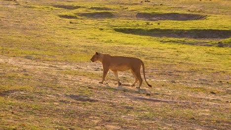 Weibliche-Löwenlöwin-Geht-In-Zeitlupe-Durch-Die-Savanne-In-Namibia