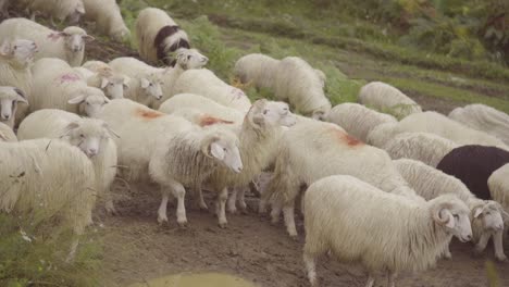 Schafe-Werden-Auf-Einer-Straße-Im-Kosovo-Balkan-Getrieben