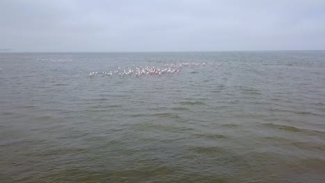 Schöne-Antenne-über-Flamingos,-Die-In-Einer-Riesigen-Herde-In-Namibia-Afrika-Abheben
