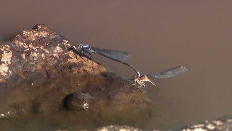 Eine-Libelle-Hebt-Eine-Andere-Libelle-Aus-Einer-Pfütze-Und-Ein-Käfer-Und-Eine-Eintagsfliege-Werden-In-Einer-Wildnis-In-Nordamerika-Gezeigt