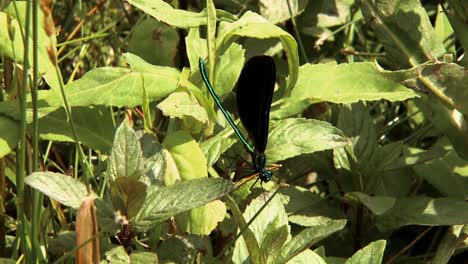 A-Dragonfly-Is-Shown-On-A-Leaf-Near-A-Stream-In-North-America