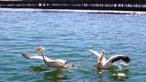 Weiße-Pelikane-Fliegen-Und-Fangen-Fische-In-Zeitlupe-Namibia-Afrika