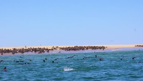 Zeitlupenaufnahme-Von-Robben,-Die-In-Der-Nähe-Der-Cape-Cross-Seal-Kolonie-In-Namibia-Skelettküste-Afrika-Springen-Und-Spielen