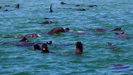 Zeitlupenaufnahme-Von-Robben,-Die-In-Der-Nähe-Der-Cape-Cross-Seal-Kolonie-In-Namibia-Springen-Und-Spielen