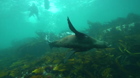 Gute-Unterwasseraufnahme-Von-Robben,-Die-Mit-Schnorchlern-Und-Tauchern-Vor-Der-Küste-Südafrikas-Spielen-Und-Tauchen