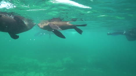 Gute-Unterwasseraufnahme-Von-Robben,-Die-Mit-Schnorchlern-Und-Tauchern-Vor-Der-Küste-Südafrikas-Spielen-Und-Tauchen-1