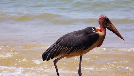 A-Marabou-Stork-Walks-Near-The-Shoreline-In-Uganda-Africa