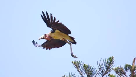 Schöne-Zeitlupenaufnahme-Eines-Maribou-Storchs-Im-Flug-Uganda
