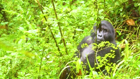 Mountain-Gorilla-Is-Seen-In-Slow-Motion-In-The-Virunga-Rainforest-Of-Uganda
