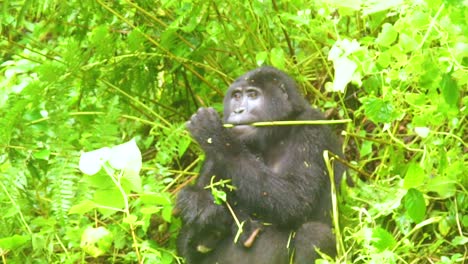 Gorila-De-Montaña-Comiendo-Vegetación-En-Cámara-Lenta-En-La-Selva-Virunga-De-Uganda-1