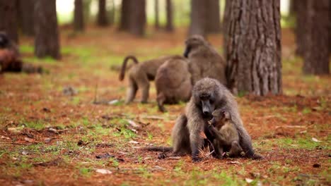 Ein-Trupp-Paviane-Erwachsene-Und-Babys-Sitzen-In-Einem-Wald-Und-Pflegen-Sich-Gegenseitig
