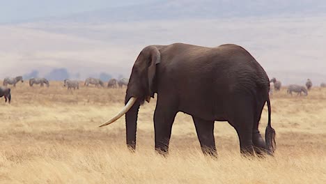 Beautiful-shot-of-a-dark-elephant-walking-in-the-grass-at-Ngorongoro-Crater-Tanzania