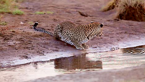 Magnificent-shot-of-a-leopard-drinking-at-a-watering-hole-on-safari-at-the-Serengeti-Tanzania