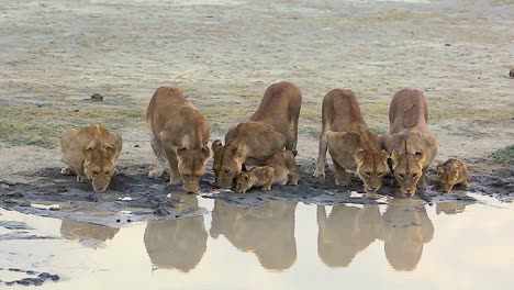Herrliche-Aufnahme-Einer-Löwenfamilie,-Die-Auf-Einer-Safari-In-Der-Serengeti-Tansania-An-Einer-Wasserstelle-Trinkt?
