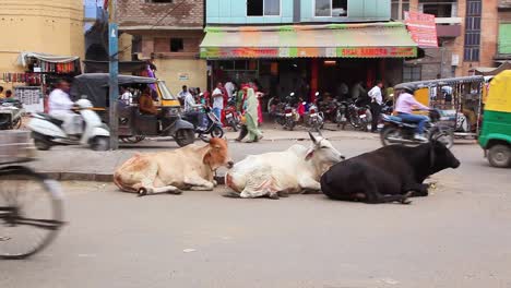 Heilige-Kühe-Sitzen-Ruhig-Auf-Einer-Straße-In-Indien,-Während-Der-Verkehr-Vorbeizieht-Traffic