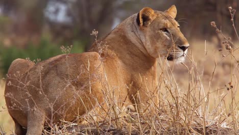 Sehr-Gute-Aufnahme-Eines-Weiblichen-Afrikanischen-Löwenalarms-Und-Auf-Der-Suche-Nach-Beute-Serengeti-Tansania