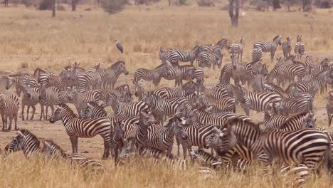 A-herd-of-zebra-stands-in-the-heat-on-the-Serengeti-Tanzania-Africa-safari