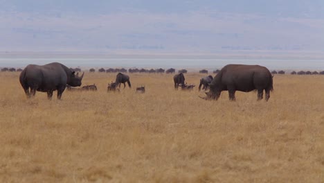 Two-black-rhinos-stand-on-the-plains-of-the-Serengeti-Tanzania-Africa-on-safari