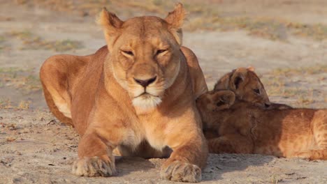 Herrliche-Aufnahme-Einer-Löwenfamilie,-Die-Auf-Safari-In-Der-Serengeti-Tansania-In-Der-Savanne-Sitzt