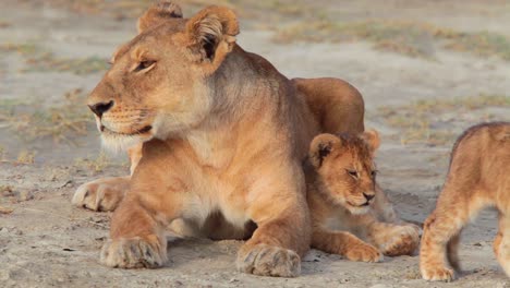 Herrliche-Aufnahme-Einer-Löwenfamilie,-Die-Auf-Safari-In-Der-Serengeti-Tansania-In-Der-Savanne-Sitzt-1
