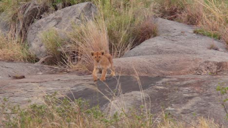 Un-Cachorro-De-León-Bebé-Camina-Sobre-Piedras-En-Un-Safari-En-La-Sabana-Del-Serengeti,-Tanzania,-África