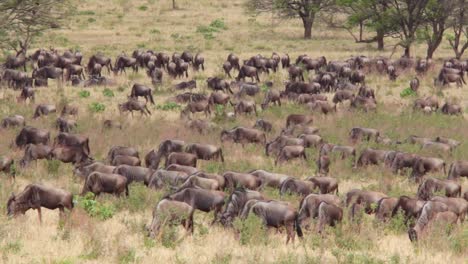 Gnus-Wandern-Während-Der-Migrationssaison-Auf-Safari-Durch-Die-Ebenen-Der-Serengeti-Tansania-Afrika