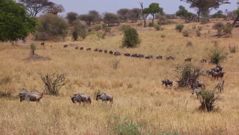 Gnus-Wandern-Während-Der-Migrationssaison-über-Die-Ebenen-Der-Serengeti-Tansania-Afrika-Auf-Safari