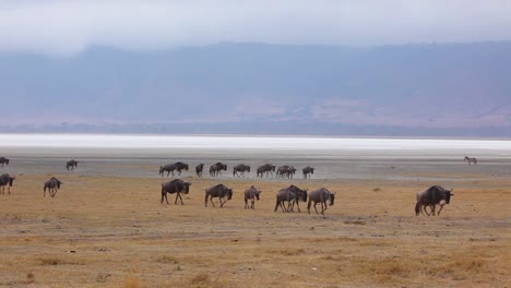 Wildebeest-migrate-across-the-plains-of-the-Serengeti-Tanzania-Africa-on-safari-during-migration-season-2