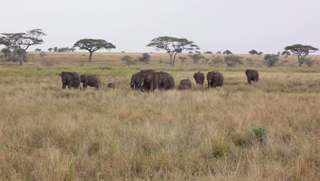Elefanten-Wandern-über-Die-Ebenen-Der-Serengeti-Tansania-Afrika