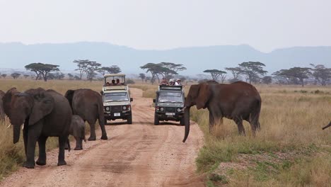 Elefanten-Wandern-über-Die-Ebenen-Der-Serengeti-Tansania-Afrika-Mit-Safarifahrzeugen-Im-Vordergrund