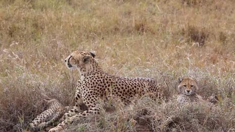 A-beautiful-cheetah-sits-with-her-cub-babies-on-the-grass-of-the-savannah-on-safari-in-Serengeti-Park-Tanzania
