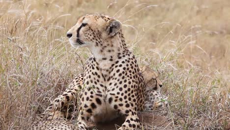 A-beautiful-cheetah-sits-with-her-cub-babies-on-the-grass-of-the-savannah-on-safari-in-Serengeti-Park-Tanzania-1