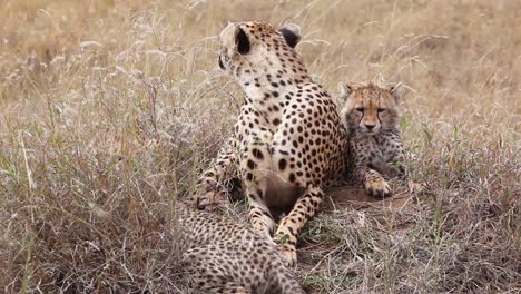 A-beautiful-cheetah-sits-with-her-cub-babies-on-the-grass-of-the-savannah-on-safari-in-Serengeti-Park-Tanzania-2