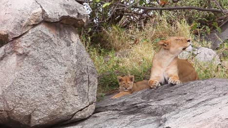 Herrliche-Aufnahme-Einer-Löwenfamilie,-Die-Auf-Safari-In-Der-Serengeti-Tansania-In-Der-Savanne-Sitzt-2