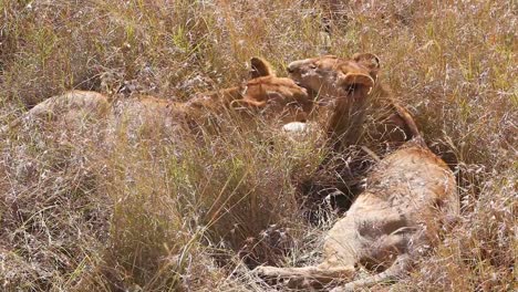 Zwei-Löwen-Lecken-Und-Küssen-Sich-In-Der-Savanne-Auf-Einer-Safari-In-Der-Serengeti-Tansania-In-Einer-Zuneigungsbezeugung