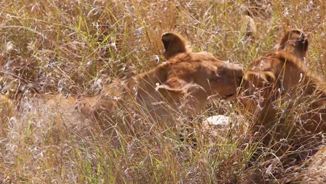 Two-lions-lick-and-kiss-each-other-sitting-on-the-savannah-on-safari-at-the-Serengeti-Tanzania-in-a-show-of-affection-1