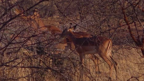 Impala-antelopes-walk-in-the-dry-brush-of-a-wildlife-reserve-in-Africa