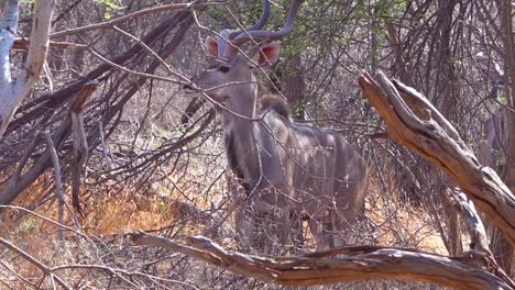 Kudu-impala-graze-in-the-dry-brush-of-a-wildlife-reserve-on-safari-in-Africa