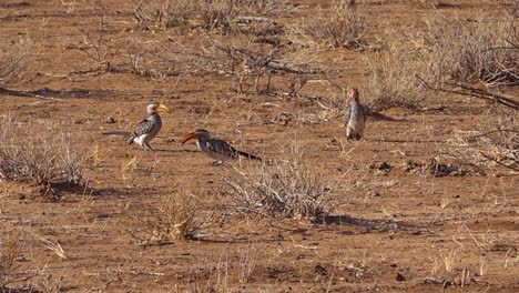 Gelbschnabel-Nashornvögel-Futter-Auf-Dem-Boden-In-Afrika