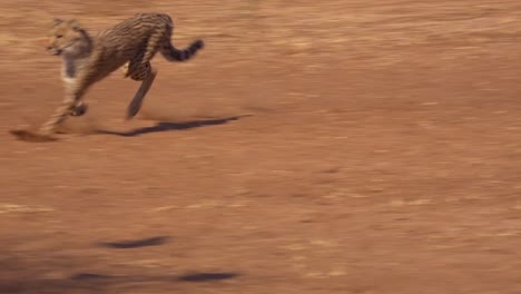 A-cheetah-running-chases-a-moving-target-in-slow-motion-attached-to-a-rope-at-a-cheetah-rehabilitation-center-in-Namibia-1