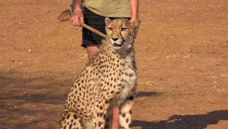 Un-Entrenador-Alimenta-Con-Carne-A-Un-Guepardo-En-Un-Centro-De-Rehabilitación-De-Guepardos-En-Namibia-África