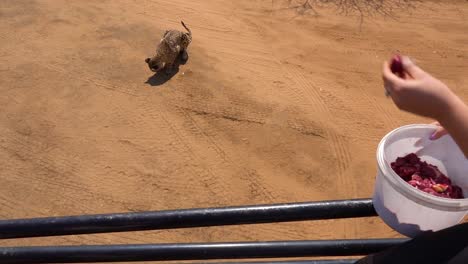 Ein-Trainer-Füttert-Einen-Geparden-Mit-Fleisch-Aus-Einem-LKW-In-Einem-Geparden-Rehabilitationszentrum-In-Namibia-Afrika