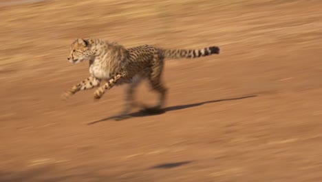 A-cheetah-running-chases-a-moving-target-attached-to-a-rope-at-a-cheetah-rehabilitation-center-in-Namibia