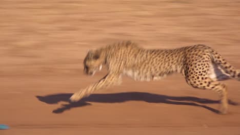 Ein-Gepard,-Der-Läuft,-Jagt-Ein-Bewegliches-Ziel-In-Zeitlupe,-Das-An-Einem-Seil-In-Einem-Geparden-Rehabilitationszentrum-In-Namibia-Befestigt-Ist-2