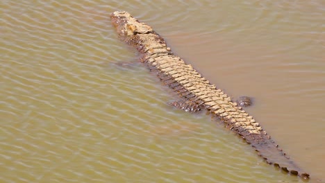A-crocodile-sits-quietly-in-a-muddy-pond-in-Namibia-Africa