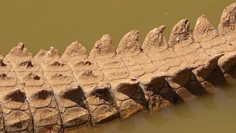 Schwenk-über-Ein-Krokodil,-Das-In-Einem-Schlammigen-Teich-In-Namibia-Afrika-Sitzt