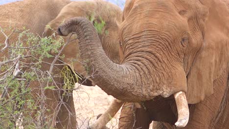 Nahaufnahme-Eines-Großen-Afrikanischen-Elefanten-Mit-Rüssel,-Um-Äste-Abzubrechen-Und-Vegetarisch-Zu-Essen-1