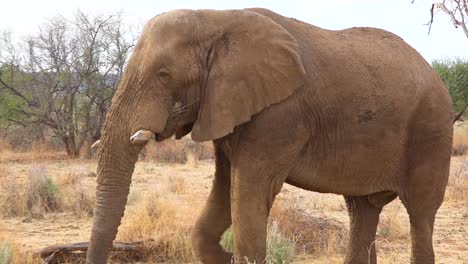 Dos-Grandes-Elefantes-Africanos-Caminan-Por-La-Sabana-Durante-Un-Safari-Comiendo-Y-Pastando-En-El-Follaje-De-Namibia